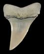 Beautiful Fossil Mako Tooth - Lee Creek (Aurora), NC #47635-1